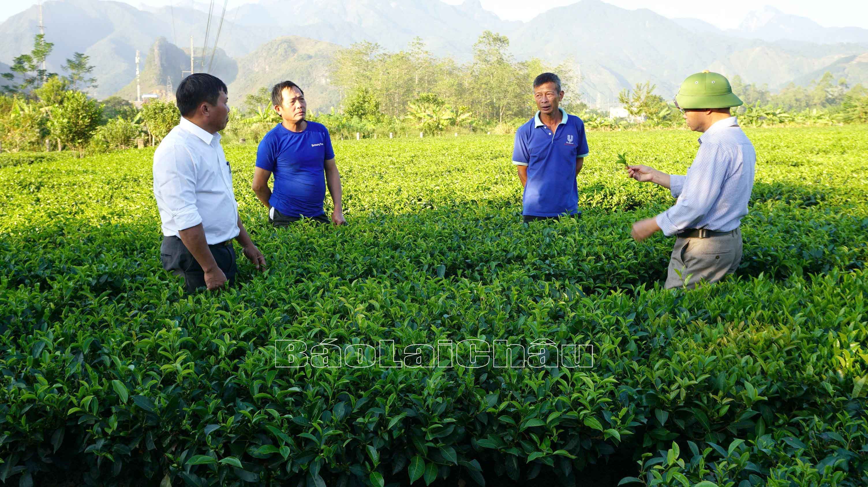 Lãnh đạo xã Phúc Than hướng dẫn bà con chăm sóc chè.